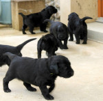 puppies - 4 weken